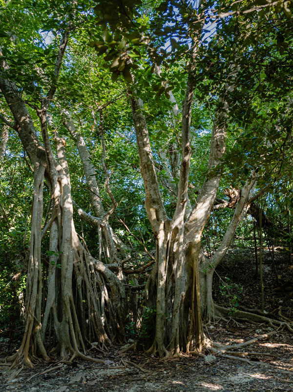Photo of unique trees around Fort Zachary Taylor Park.